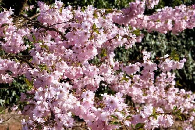 Blossom in Winster