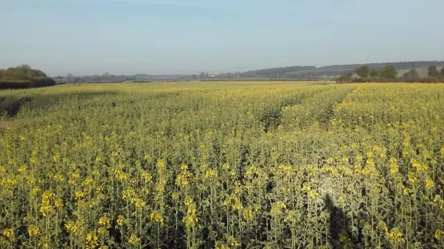 Field in Market Warsop