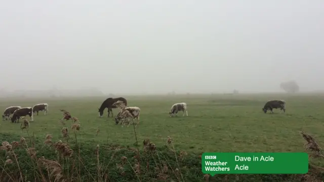 Cows grazing in mist