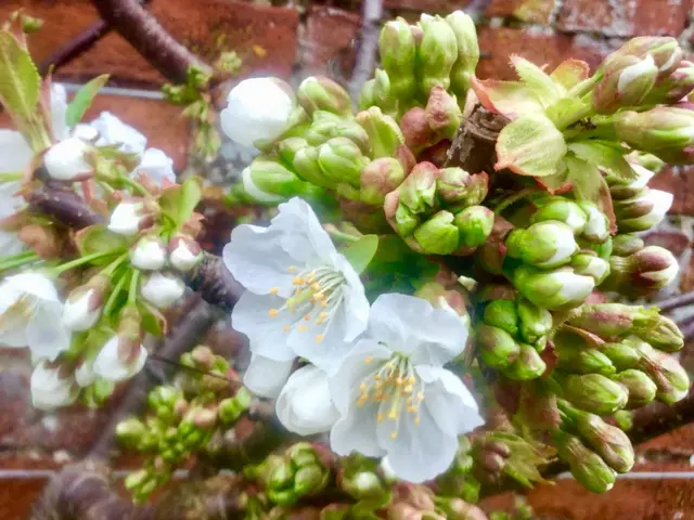 Flower in Shepshed