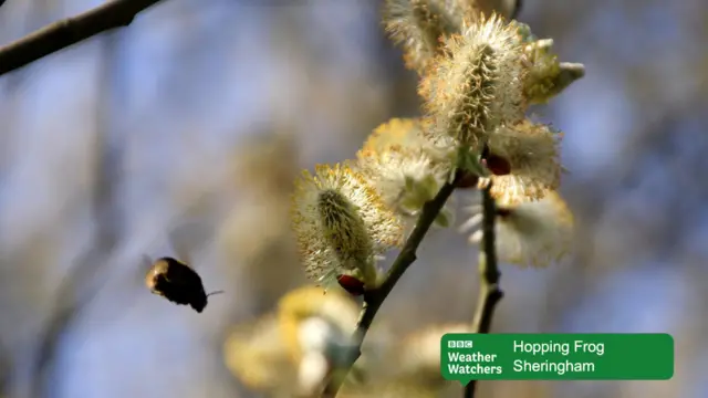 A bee hovering near willow pollen