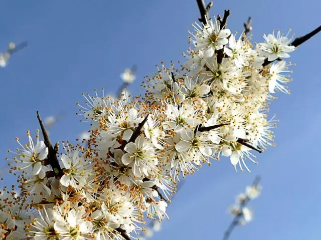 Flowers in Bainton