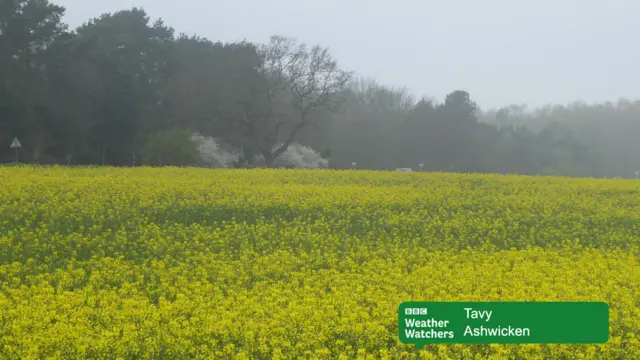 A rape field in the mist