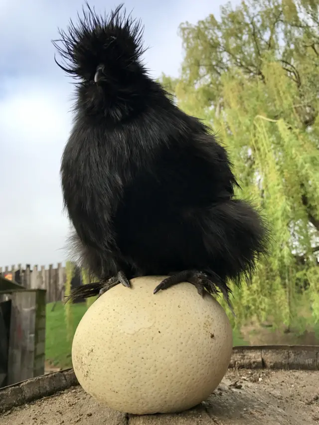 Syliva the chicken at Mountfitchet Castle