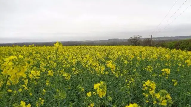 Coleshill field