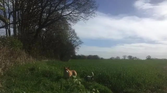 Badger