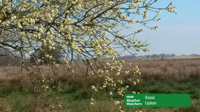 Blossom in open countryside