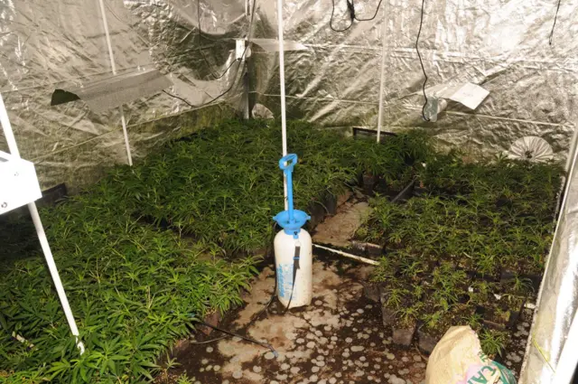Cannabis plant in Convent Lane, Braintree