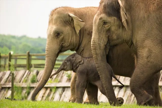 Elizabeth the elephant