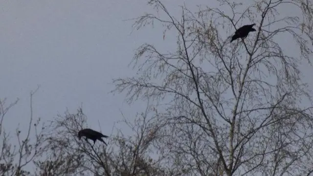 Birds in trees