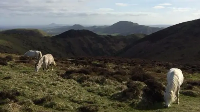 Horses on hill