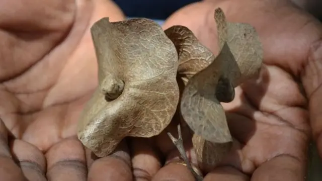 
          Seeds of the Karomia Gigas tree, the last six remaining were found in Tanzania
        