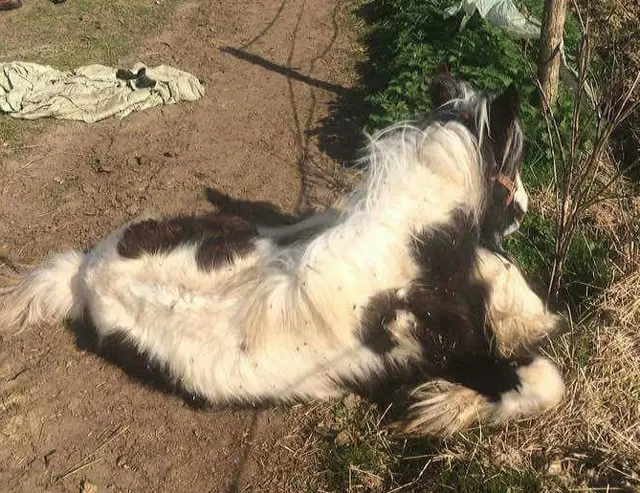 One of the injured horses