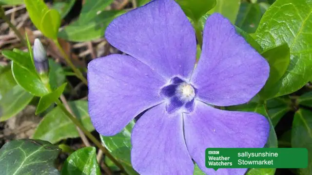 Flower taken in Stowmarket