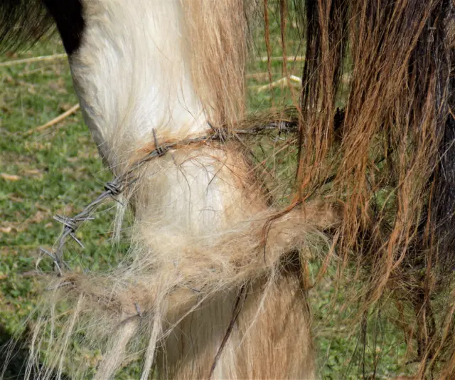 Barbed wire wrapped around hind legs of horse