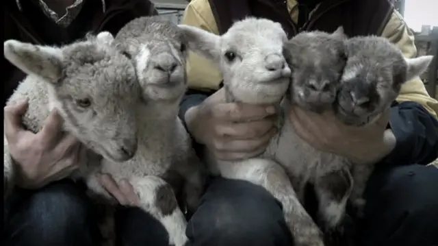 Quintuplet lambs