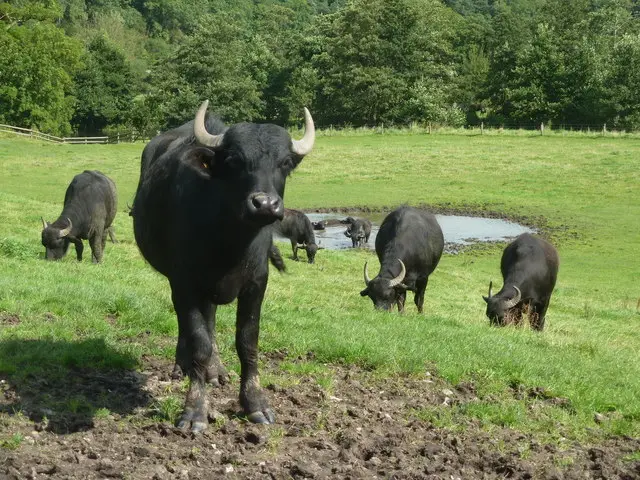 Water Buffalo