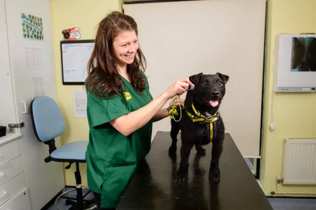 Vet nurse scanning for a microchip