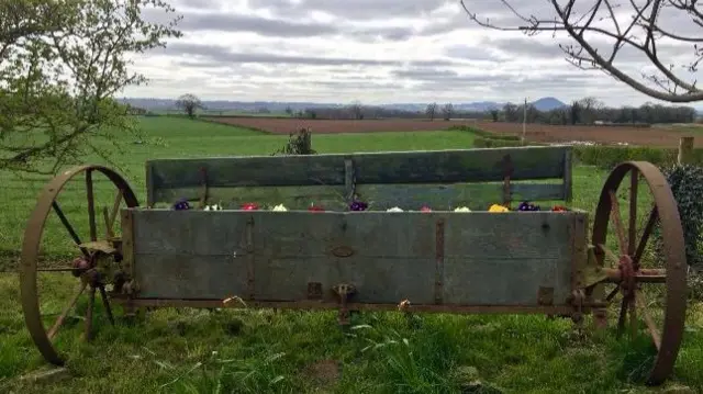 Flowers in field