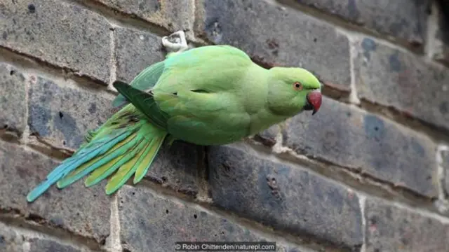 ring-necked parakeet