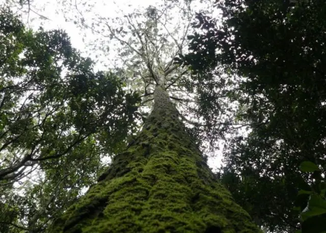 
          The critically endangered Mulanje cedar, Malawi's national tree
        