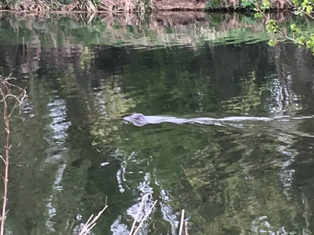 Seal in the Great Ouse