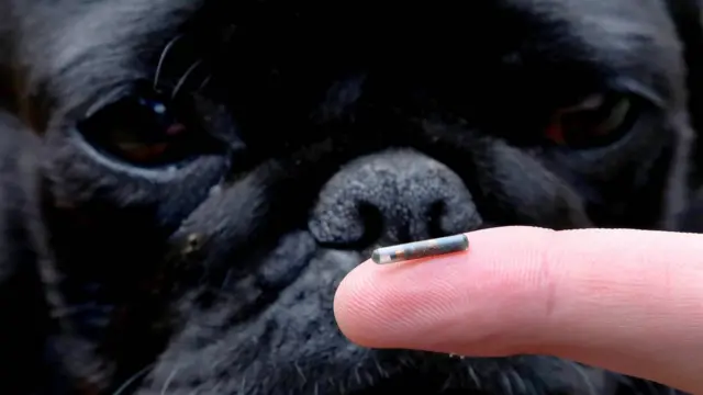 Darcy the Pug examining a dog microchip