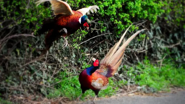 Pheasants getting into fight