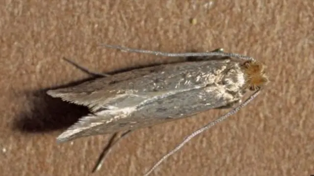 Moth