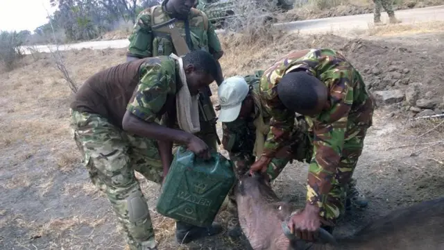 Soldiers giving water to a buffalo