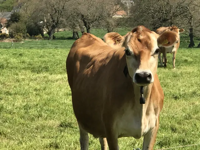 Cow