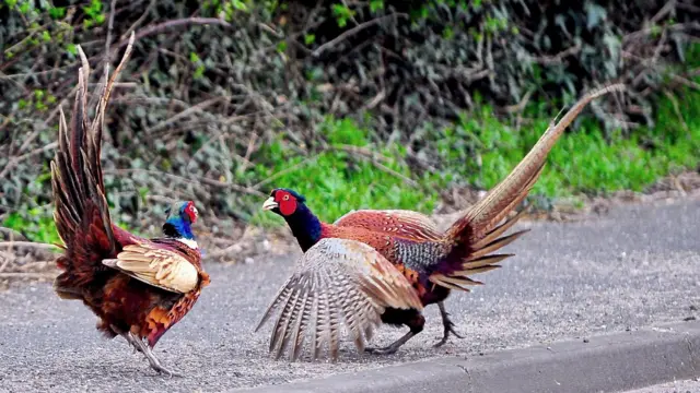 Pheasants eyeing each other up