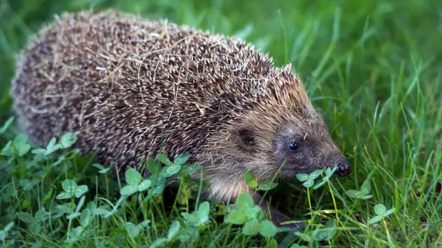 Hedgehog