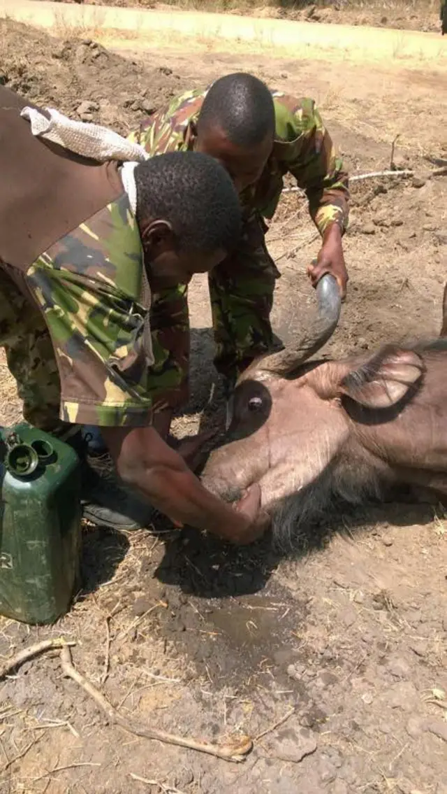 Soldiers giving water to a buffalo