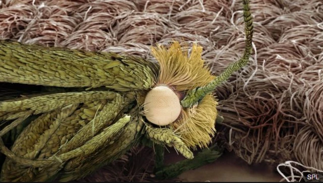 A clothes moth on a cotton garment under a microscope