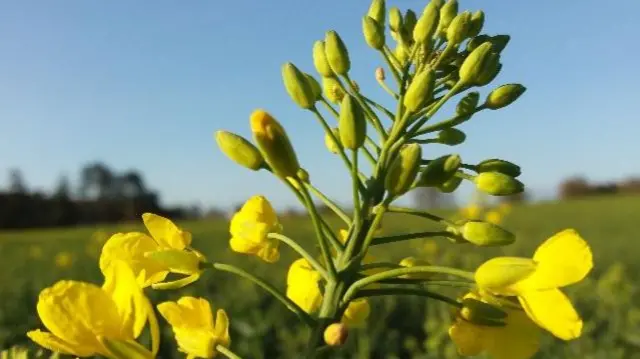 Flower in field