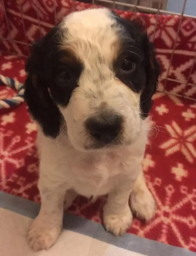 Benji, sitting on a red patterned blanket