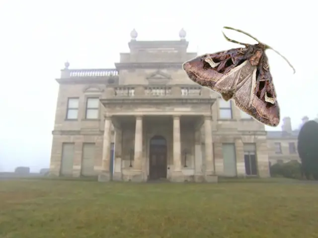 Moth on Brodsworth Hall