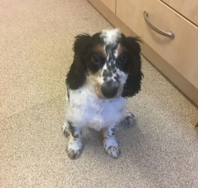 Young Benji sitting on a tiled floor