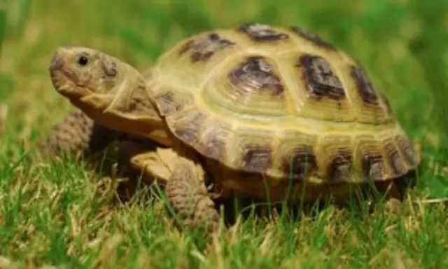 horsefield tortoise