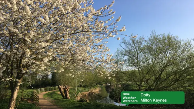 Trees in Milton Keynes