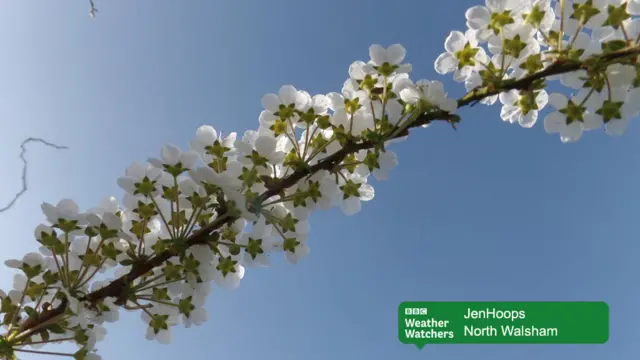 A branch of white blossom against a light blue sky