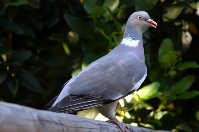 A woodpigeon