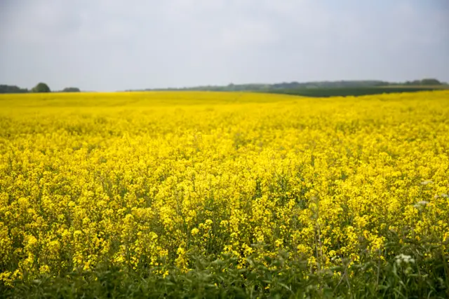 A field of yellow rape