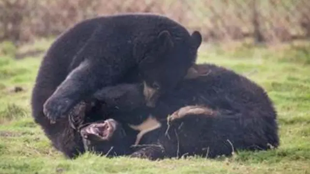 North American black bear cubs