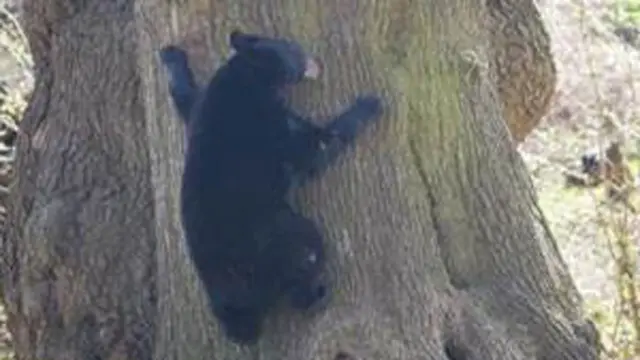 North American black bear cubs