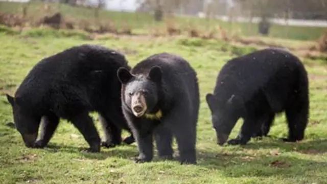 North American black bear cubs