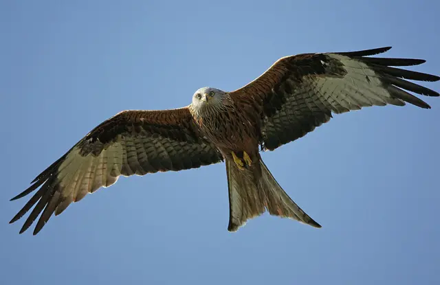 Red kite bird