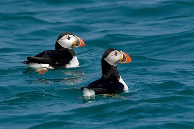 Puffins