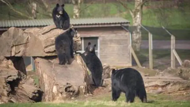 North American black bear cubs